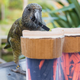 A kea trying to win a reward in an experiment.